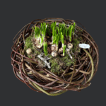 Easter Egg Basket with Muscari