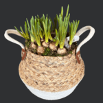Spring Basket with Daffodil Bulbs