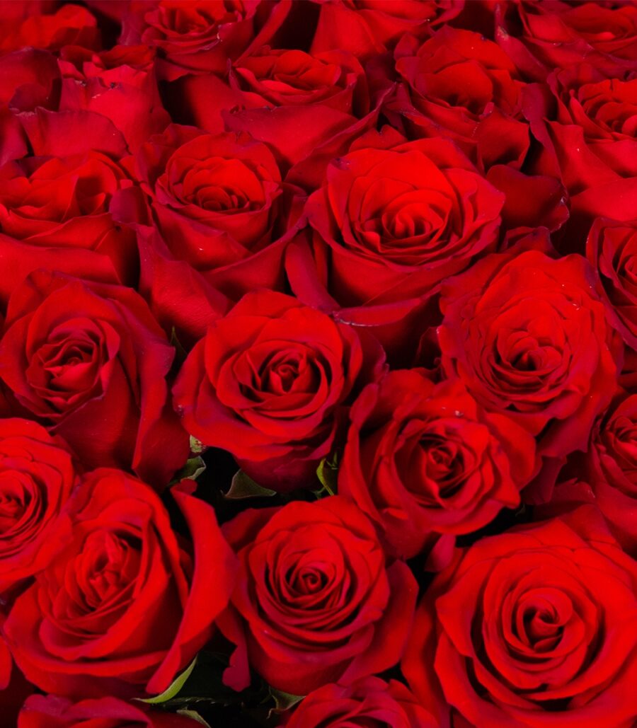 Floraria La Vie en Rose 430